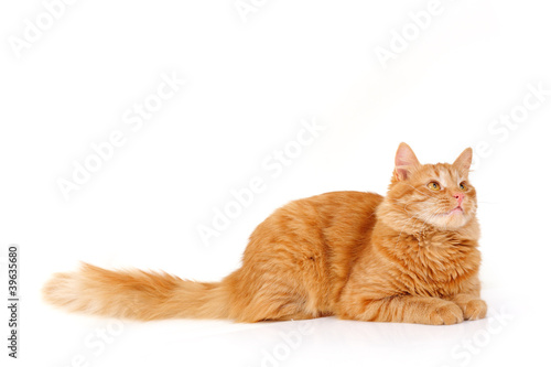 Fényképezés red cat attention lying down isolated on white