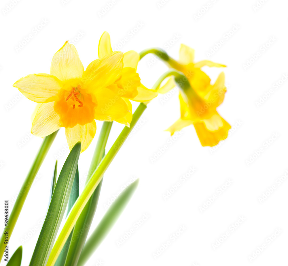 Spring floral border Spring floral border
