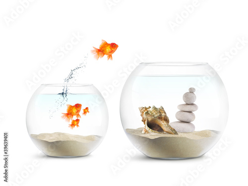 Obraz na płótnie Poisson Rouge - Aquarium - Achat Immobilier w salonie