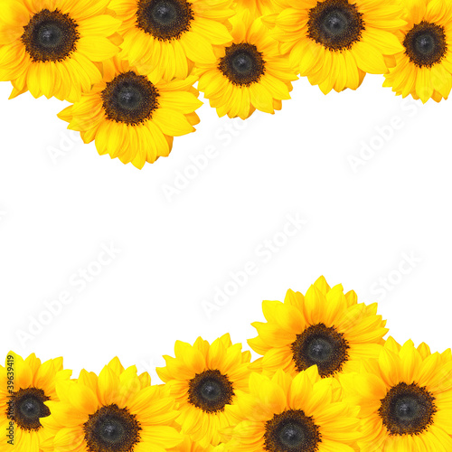 Fototapeta Naklejka Na Ścianę i Meble -  Cheery sunflower background design with copy space