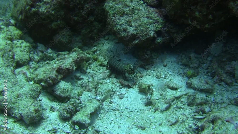 cygale de mer, slipper lobster cygale de mer, slipper lobster