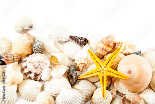 Seashells.