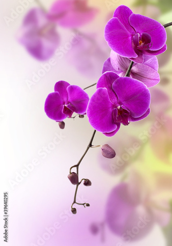 Fotografie, Obraz purple orchid