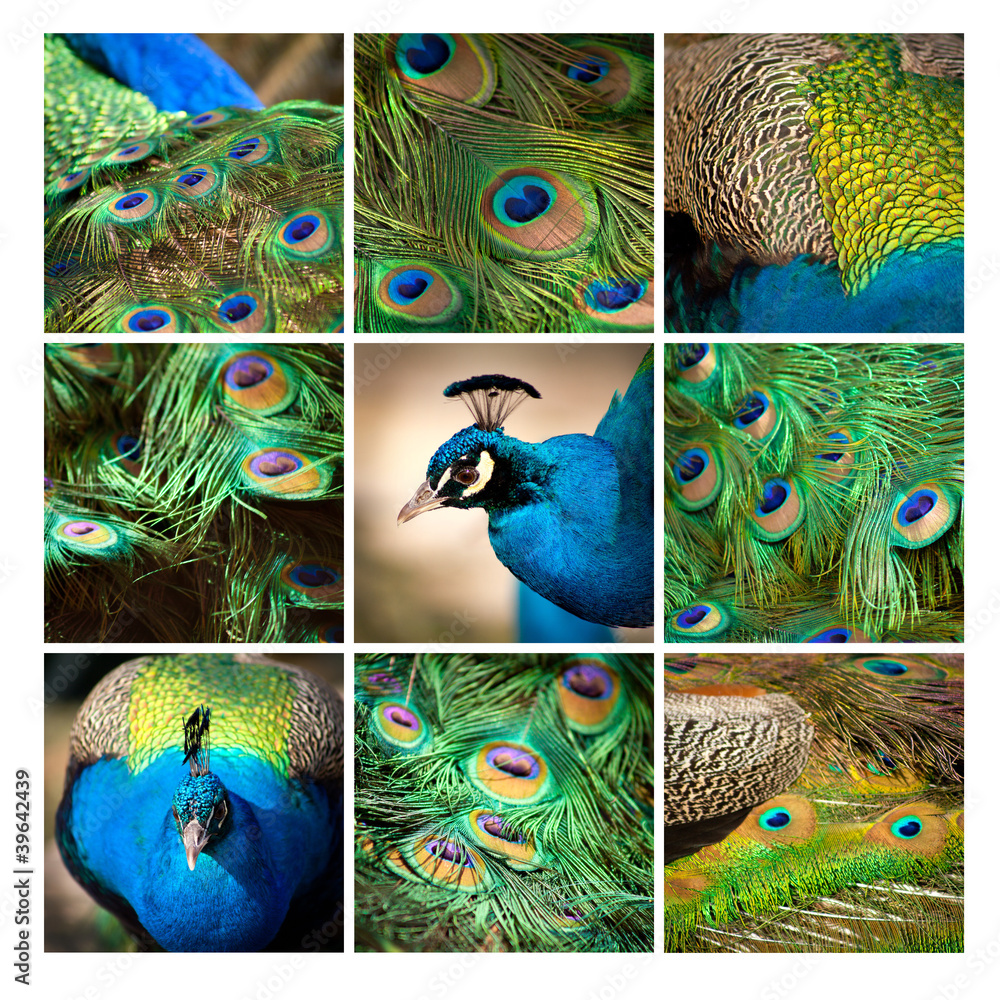 Naklejka premium paw kwadrat ptak kolorowy głowa niebieski pawie pióra