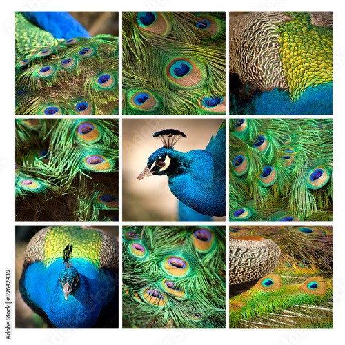 paw kwadrat ptak kolorowy głowa niebieski pawie pióra