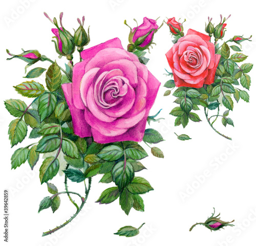 Pink roses, pink rose