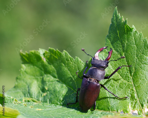 Lucanus cervus - stag beetle © bepsphoto