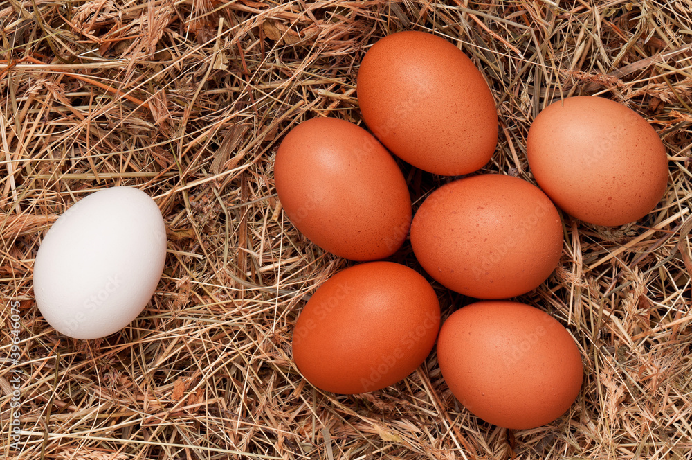 Eggs in nest Eggs in nest