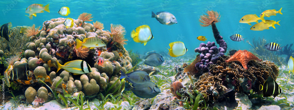 Fototapeta Podwodna panorama w rafie koralowej z kolorowych tropikalnych ryb i życia morskiego