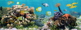 Underwater panorama in a coral reef with colorful tropical fish and marine life
