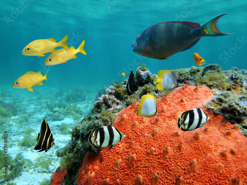 Colorful tropical fish of the Caribbean sea with a red encrusting sponge #39646624