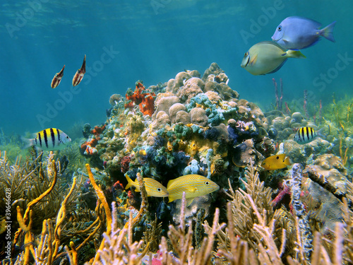 Shallow coral reef underwater with tropical fish, squid and colorful sponges, Caribbean sea #39646628