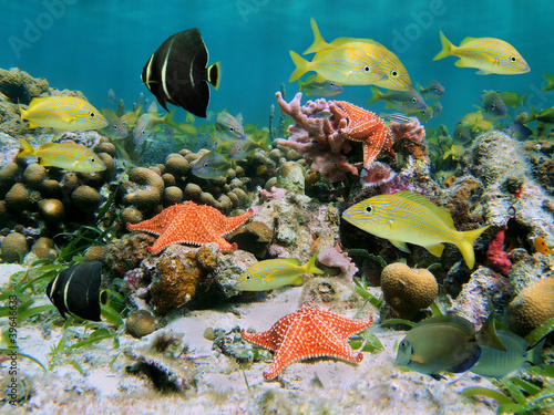 Colorful sea life in a coral reef with shoal of tropical fish and starfish, Caribbean sea