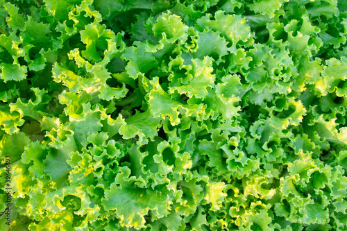 Fresh green Lettuce salad background