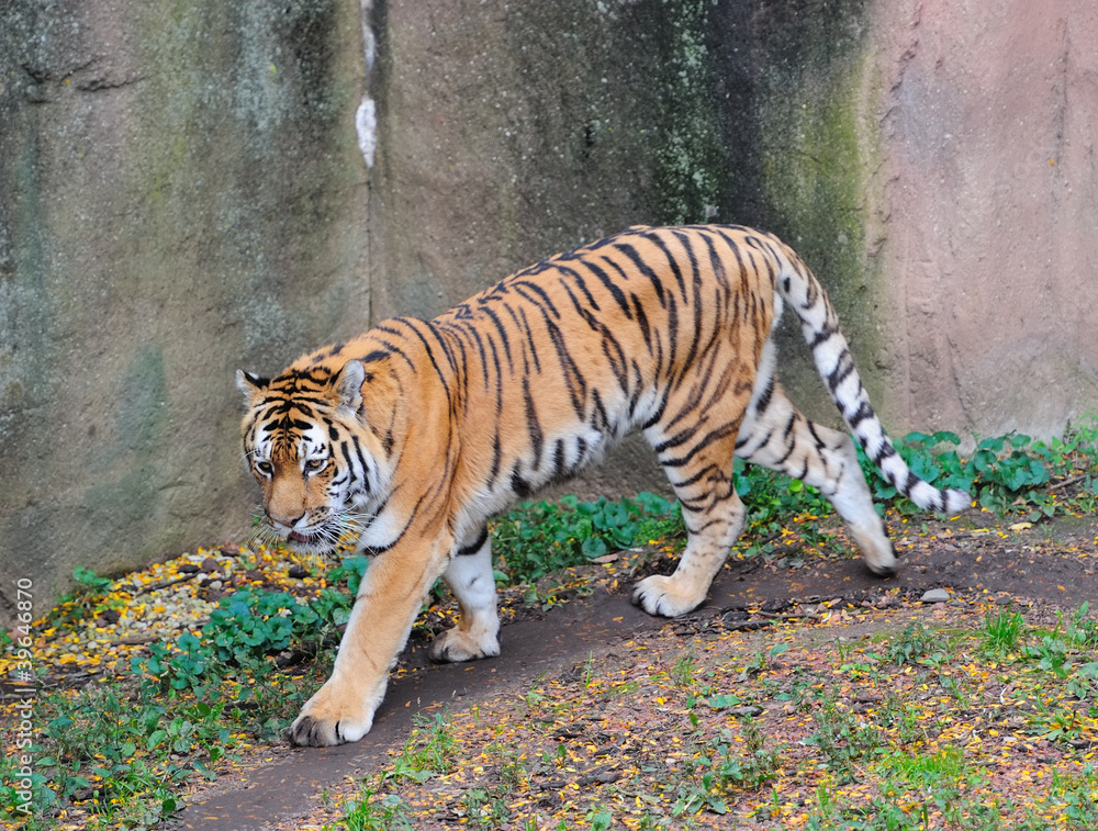 Fototapeta premium Chicago zoo