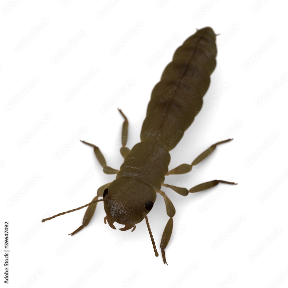 3d render of termite king 3d render of termite king