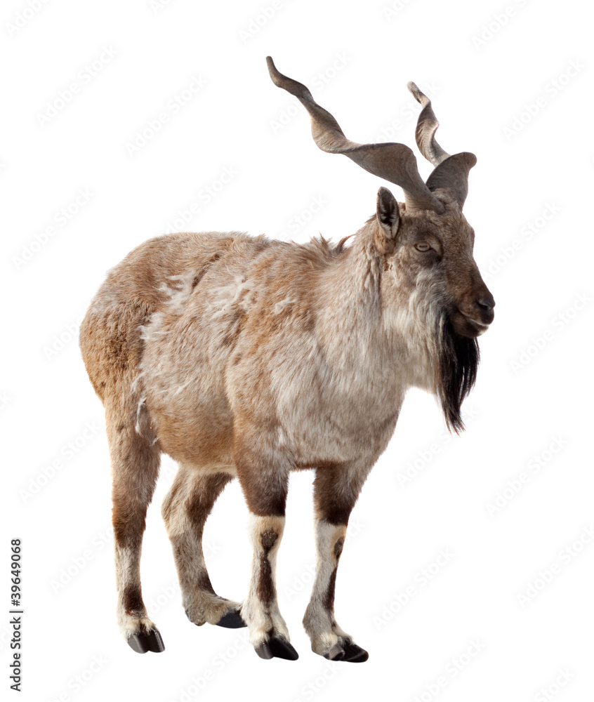 Obraz premium Markhor. Isolated over white