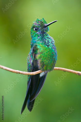 Green-crowned brilliant photo