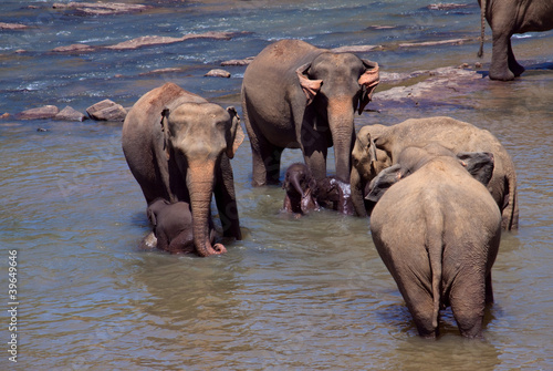 Elephants bathing in the river