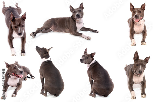 collage American Stafforshire Terrier photo