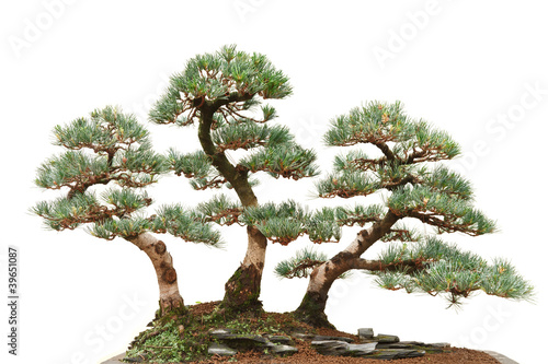 three pine bonsai trees