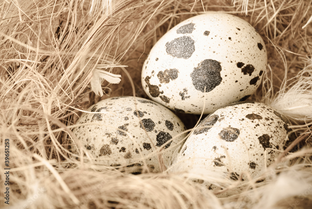 Obraz premium Quail's Eggs