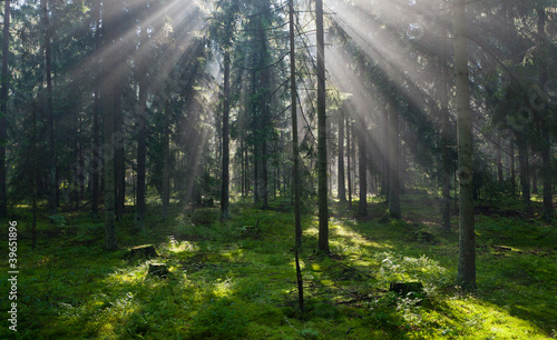 Sunbeam entering pruce coniferous stand photo