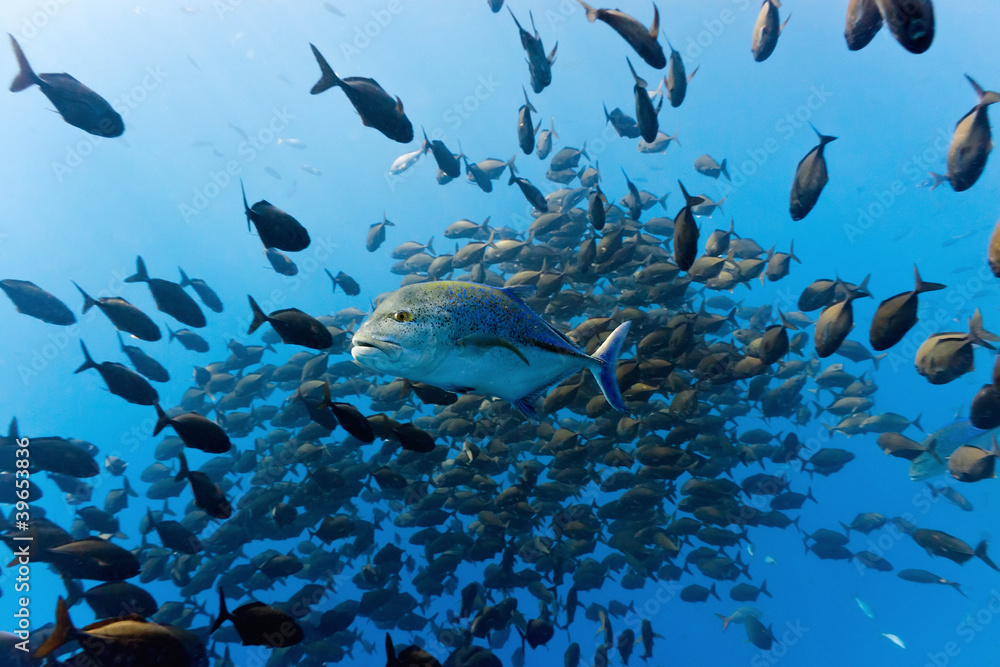Shoal of trevally fish and big bluefin trevally