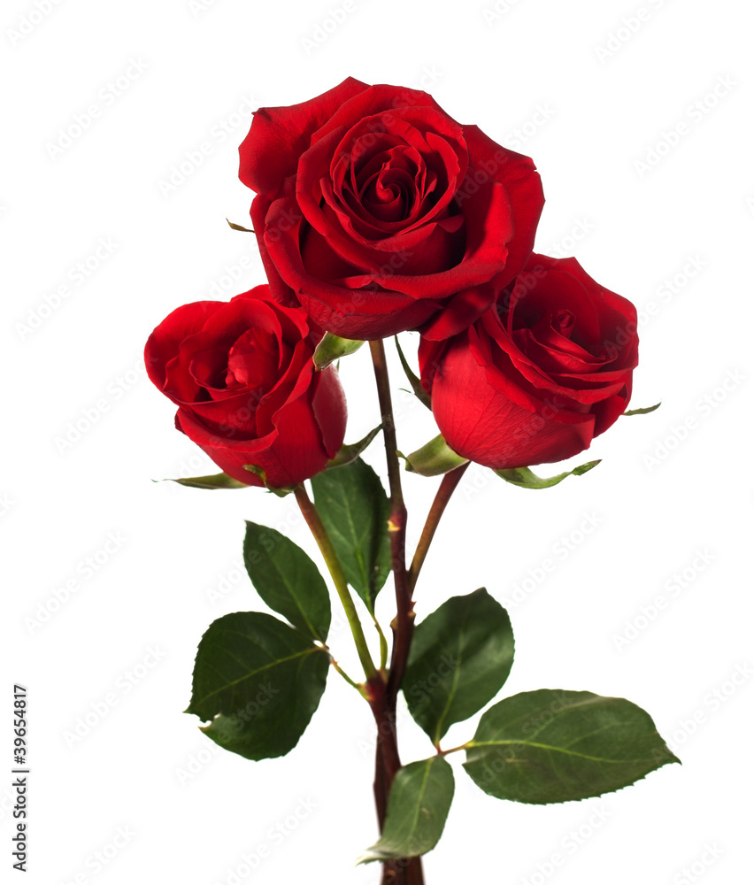 three dark red roses isolated on white - obrazy, fototapety, plakaty 