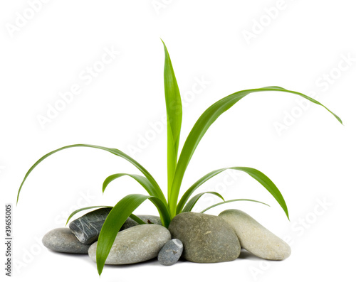 Stones and green plant
