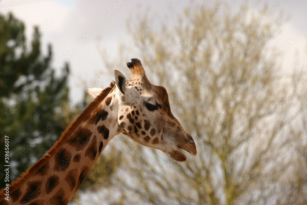 Obraz premium Giraffe - Giraffa camelopardalis