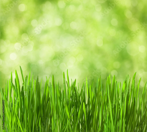 fresh spring grass on defocused light green background.