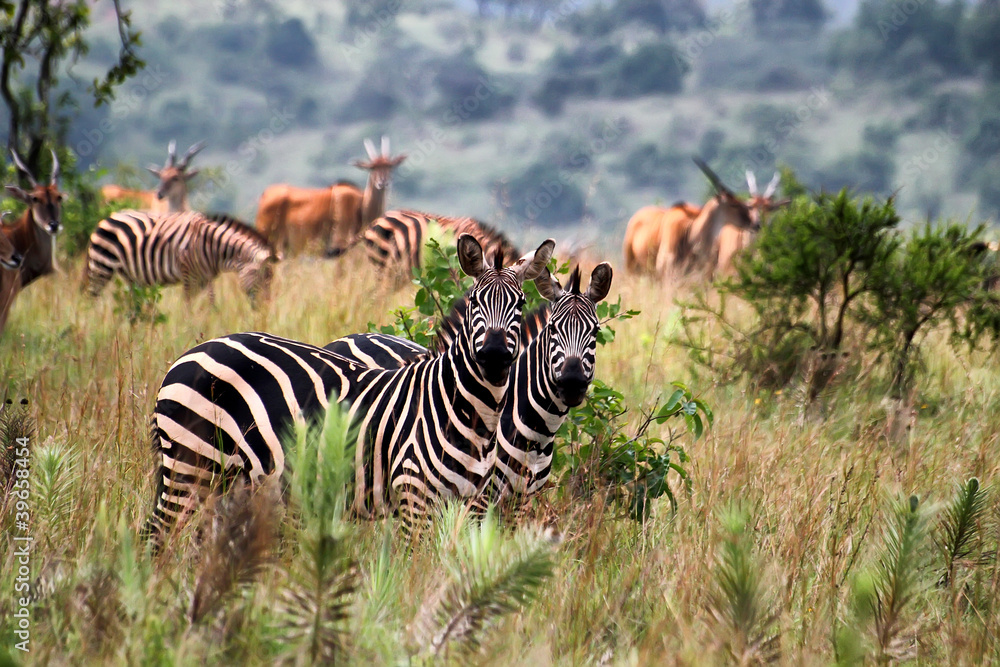 Naklejka premium Park Narodowy Akagera w Rwandzie