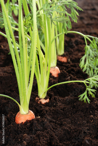 Macro carrots in garden very shallow DOF