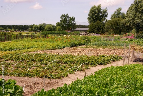 Foto An allotment garden with vegetables