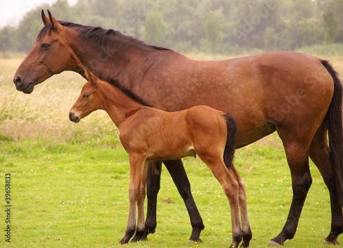 A brown horse with a foal in summer