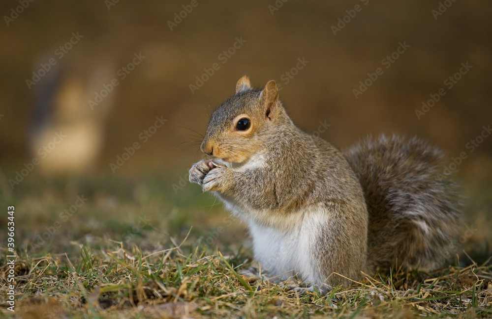 First squirrel First squirrel