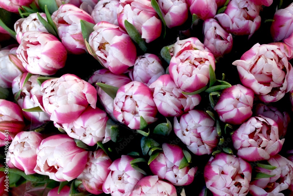 Hintergrund, weiss rosa Röschen Hintergrund, weiss rosa Röschen
