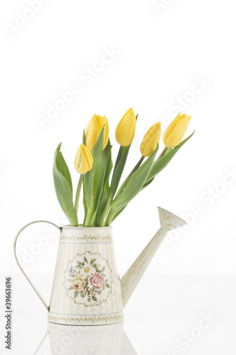 Spring tulips isolated on white