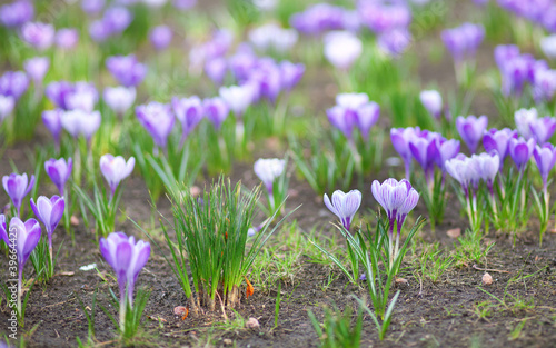 Fresh violet crocus at spring