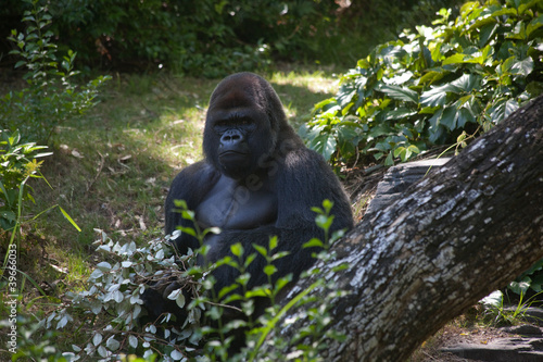 gorilla in some bushes