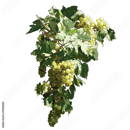 Grapes With Leaves on white background