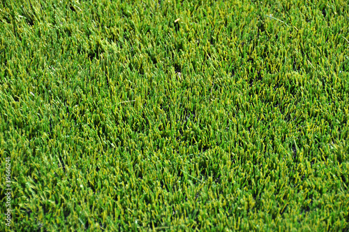 gazon synthétique pelouse football photo