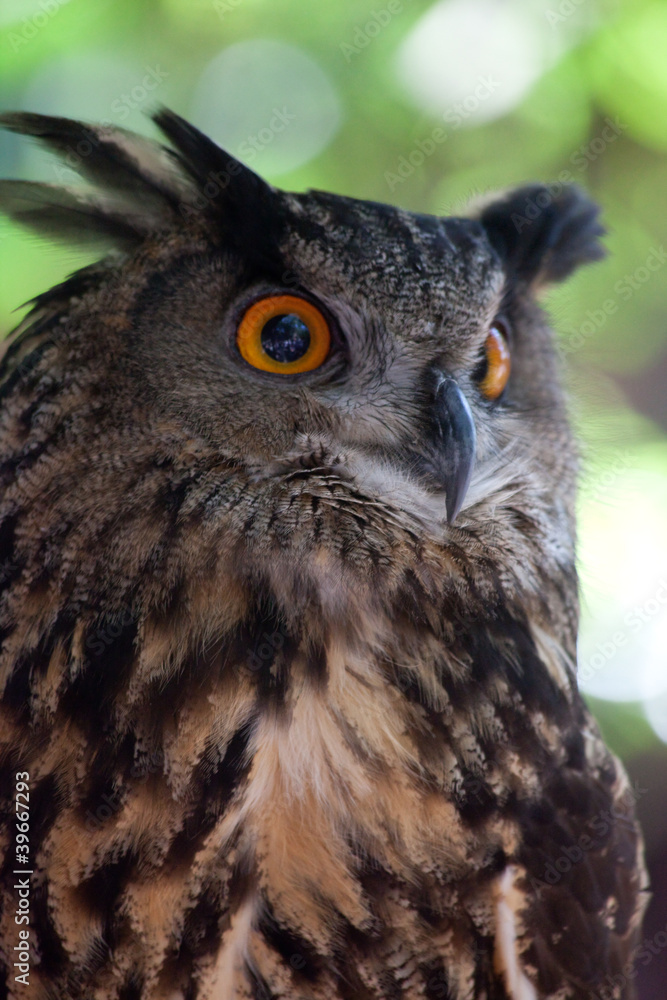 owl with tree in the background owl with tree in the background
