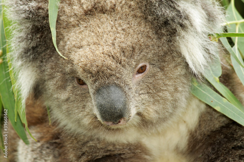 koala portrait closeup