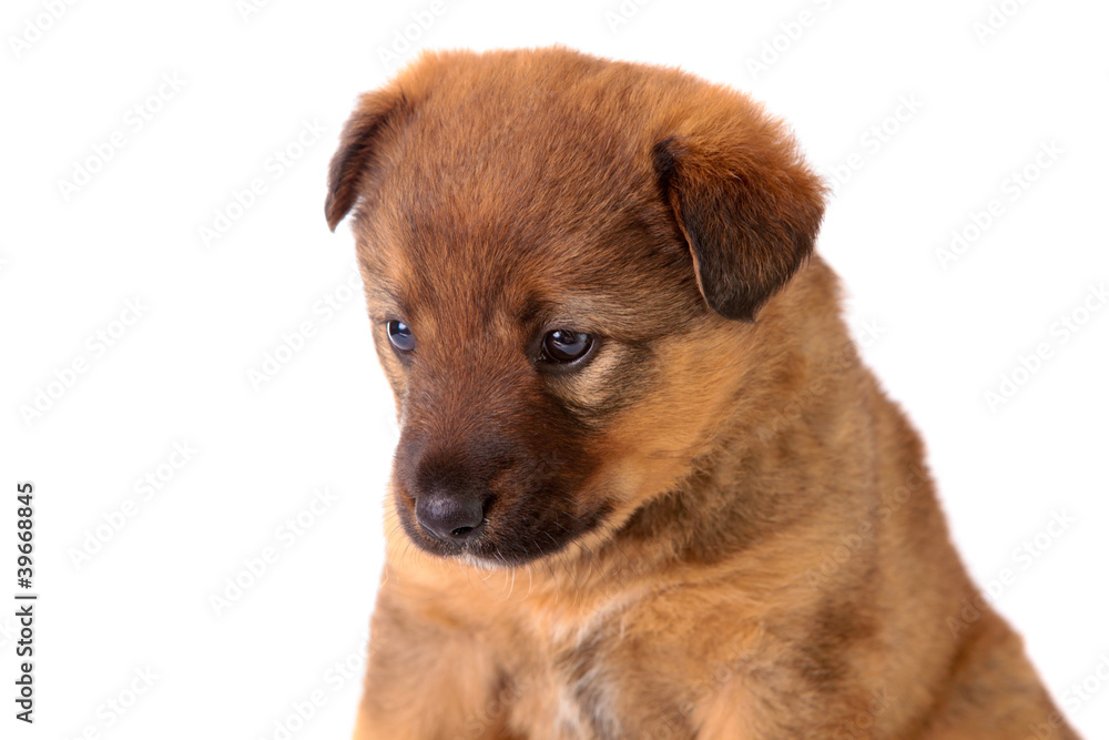 red puppy , isolated.