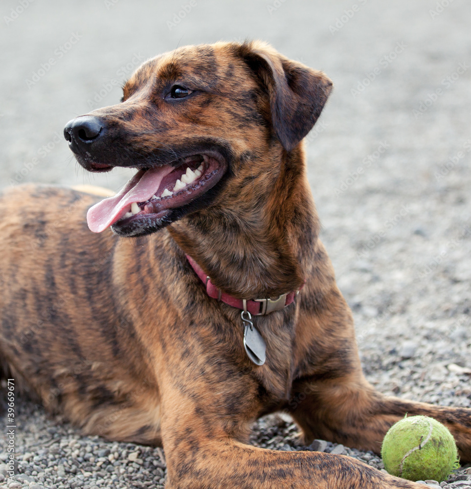 A hound enjoying his ball