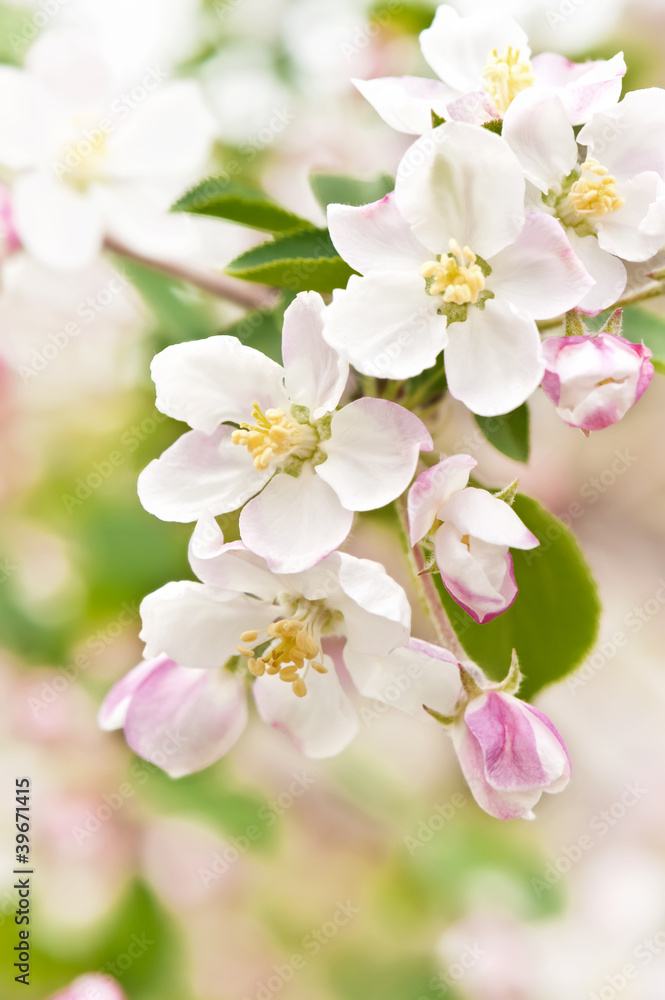 Branch blossoming apple-tree