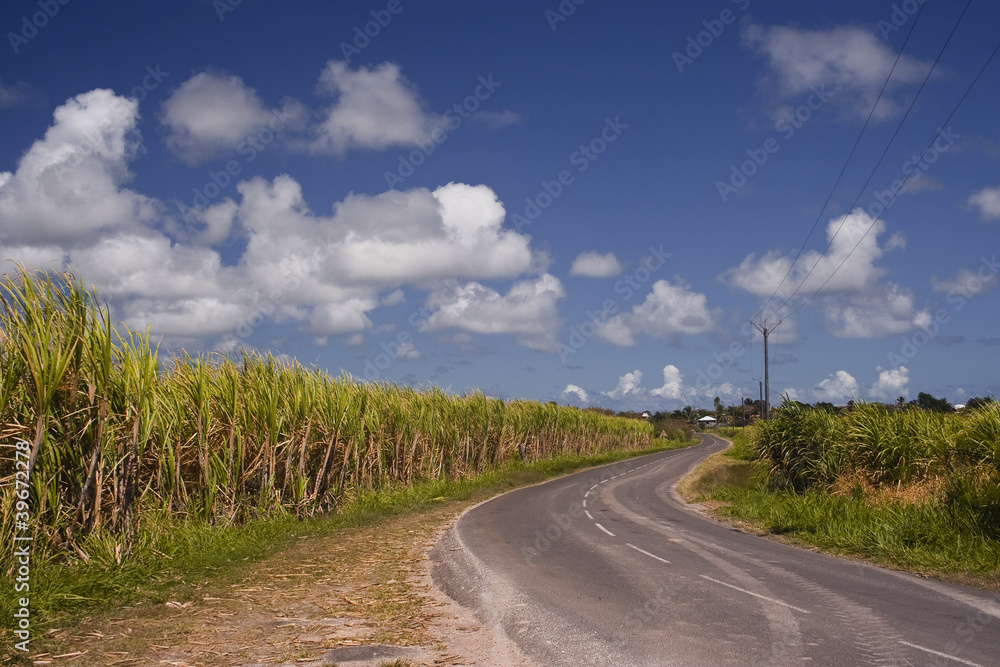 Sugar cane fields in Guadeloupe