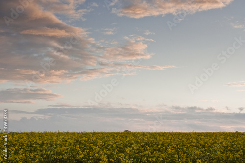 Rapeseed field at sunset